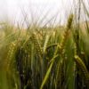 Infusion Biologique de France 「Malt」 – Image 8