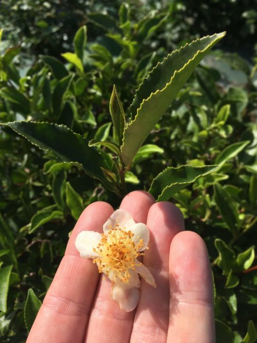 Fleur de théier 'Camellia Sinensis'