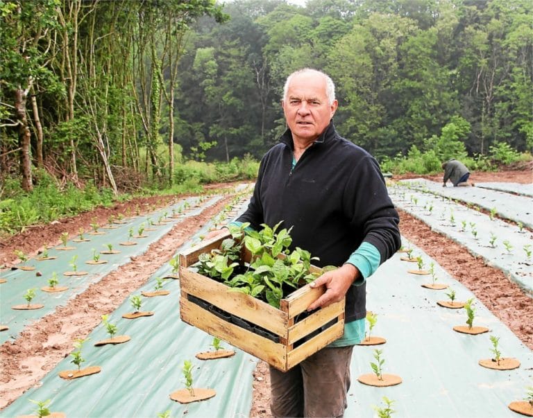 Où Acheter Le Thé De Michel Thévot