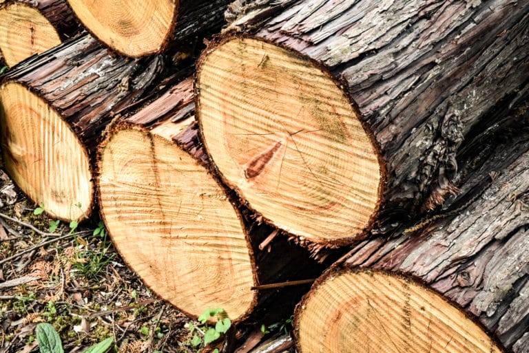 Thé Brun Fumé du Japon 「Source Chaude」 Bois de Cyprès Hinoki — free download