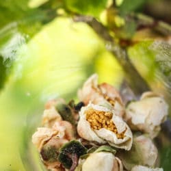 Fleurs de théier du Japon 「Chanohanami」