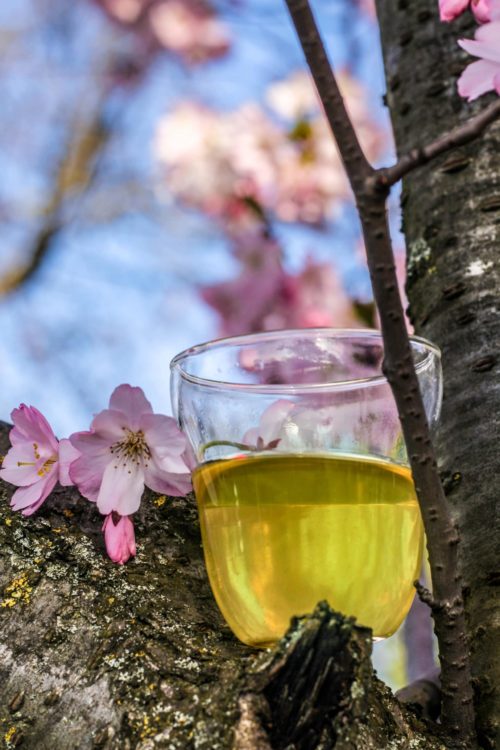 Sencha & Fleurs de Cerisier du Japon 「Brise Fleurie」