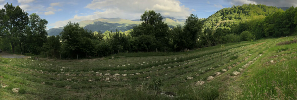 Les Terrasses de l'Arrieulat (panorama) - Thé des Pyrénées