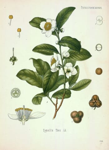 Camellia sinensis (L.) Kuntze in Köhler, F.E., Köhler’s Medizinal Pflanzen (1883-1914)