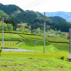 Plantations de KAI Masaya, Takachiho, Département de MIYAZAKI, JAPON - Curiousitea.fr