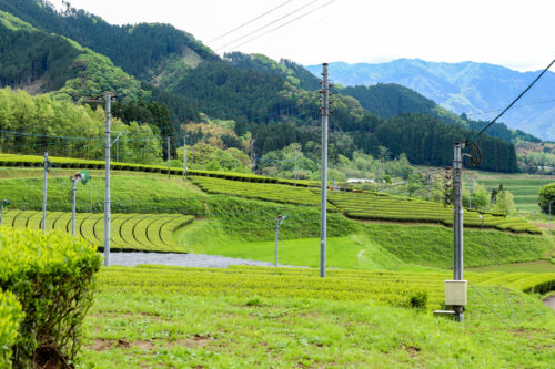 Plantations de KAI Masaya, Takachiho, Département de MIYAZAKI, JAPON - Curiousitea.fr