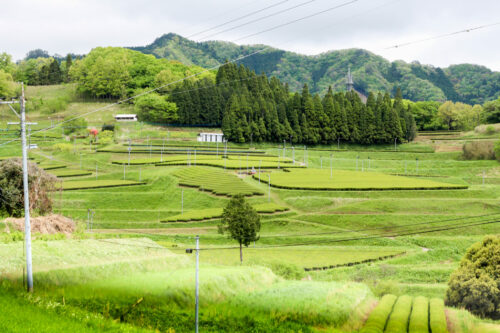 Plantations de thé à Takachiho, Département de MIYAZAKI, JAPON - Curiousitea.fr