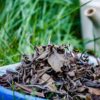 Thé Blanc "vieilli' du Japon - Plaines Anciennes - Curiousitea