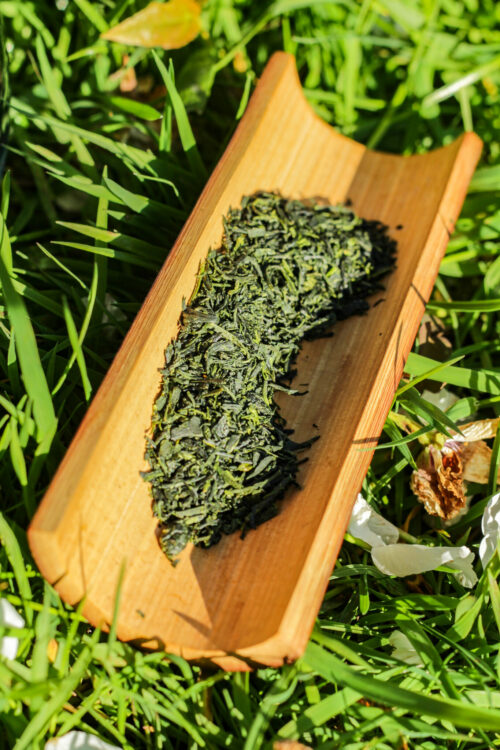 Tamaryokucha Organic du Japon - Lune Verte - Cultivar Saekari - cultivé sans pesticides - Curiousitea.fr