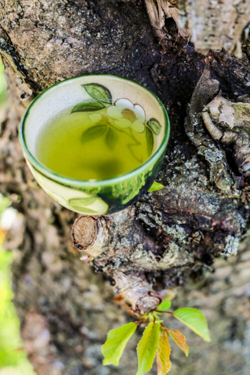 Tamaryokucha Organic du Japon - Lune Verte - Cultivar Saekari - cultivé sans pesticides - Curiousitea.fr