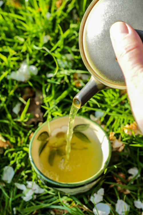 Tamaryokucha Organic du Japon - Lune Verte - Cultivar Saekari - cultivé sans pesticides - Curiousitea.fr
