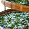 Flétrissage du thé blanc du Japon「白瑠 Haru」de Shimizu Keiichiro à Hidaka-shi, Département de Saitama - Shincha 2024 - Curiousitea