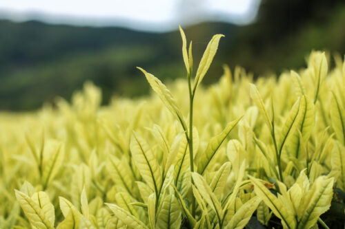 Plantation de thé albinos, cultivar Shiraboshi à Hoshino-mura, Yame, Département de Fukuoka - Curiousitea