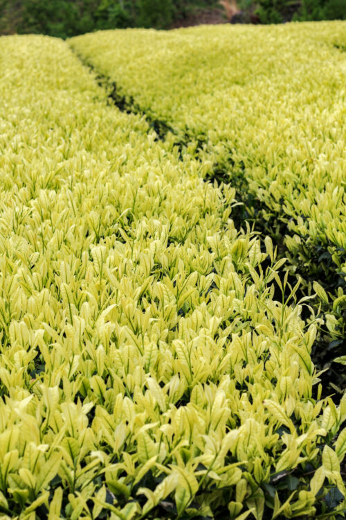 Plantation de thé albinos, cultivar Shiraboshi à Hoshino-mura, Yame, Département de Fukuoka - Curiousitea