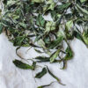 Thé Blanc du Japon 「白瑠紺色 Haru Kon'iro」 de Shimizu Keiichiro à Hidaka-shi, Département de Saitama - Shincha 2024 - Curiousitea