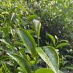 Plantation de thé breton à Camors, Morbihan, Bretagne | Thé vert premium de France「L'Estival」– Récolte 2024 - Curiousitea.fr