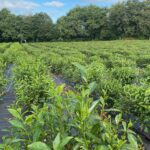Plantation de thé breton à Camors, Morbihan, Bretagne | Thé vert premium de France「L'Estival」– Récolte 2024 - Curiousitea.fr