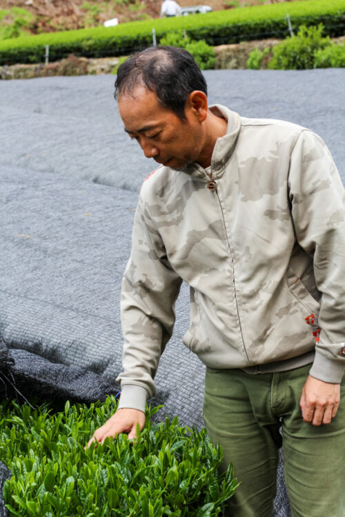 Le Kabusecha de Monsieur TAKAKI Akihito - Thé vert japonais ombragé disponible sur curiousitea.fr