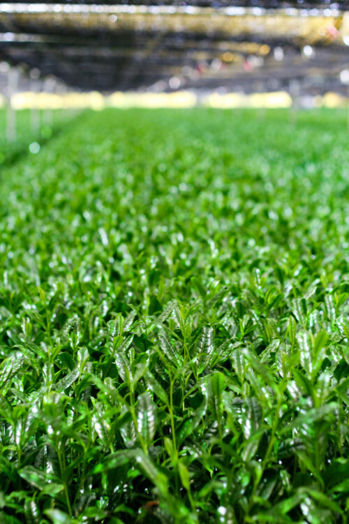 Plantation ombragée Ooichaen biologique - Jardin de thé Sakamoto-en, Shibushi-shi, Département de Kagoshima, Japon - Curiousitea.fr