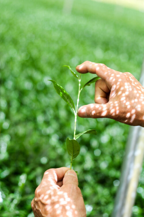Plantation ombragée Ooichaen biologique - Jardin de thé Sakamoto-en, Shibushi-shi, Département de Kagoshima, Japon - Curiousitea.fr