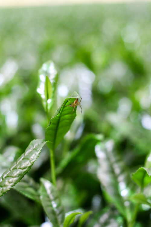 Plantation ombragée Ooichaen biologique - Jardin de thé Sakamoto-en, Shibushi-shi, Département de Kagoshima, Japon - Curiousitea.fr