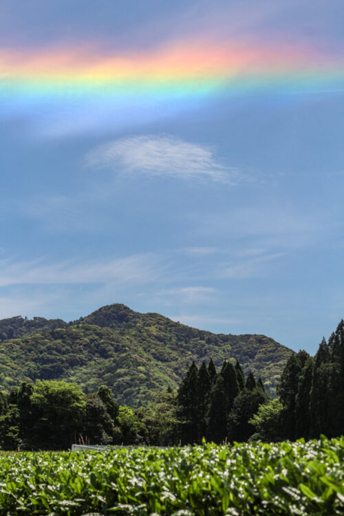 Nuage iridescent ou nuage irisé, Jardin de thé Sakamoto, Shibushi-shi, Département de Kagoshima, Japon - Curiousitea.fr