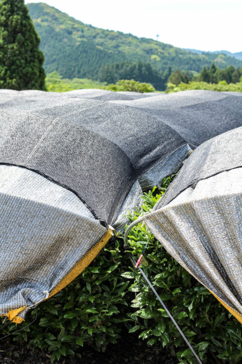 Gyokuro Organic Shincha 2025 - Cultivar Seimei - Nuage Irisé - SAKAMOTO Shuichiro - Curiousitea.fr