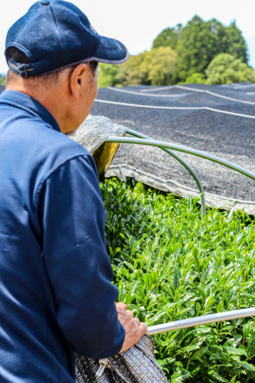 Gyokuro Organic Shincha 2025 - Cultivar Seimei - Nuage Irisé - SAKAMOTO Shuichiro - Curiousitea.fr