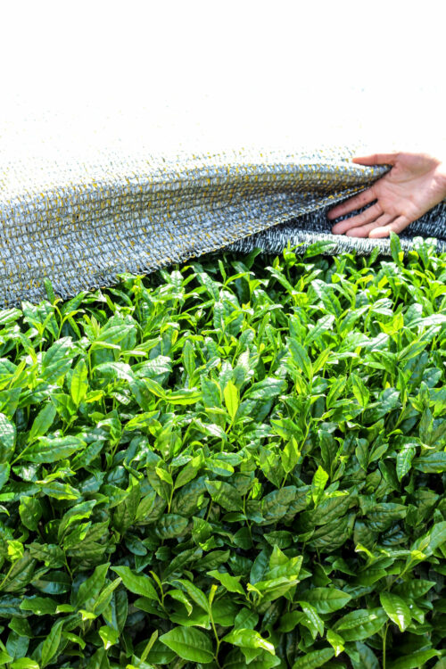 Gyokuro Organic Shincha 2025 - Cultivar Seimei - Nuage Irisé - SAKAMOTO Shuichiro - Curiousitea.fr