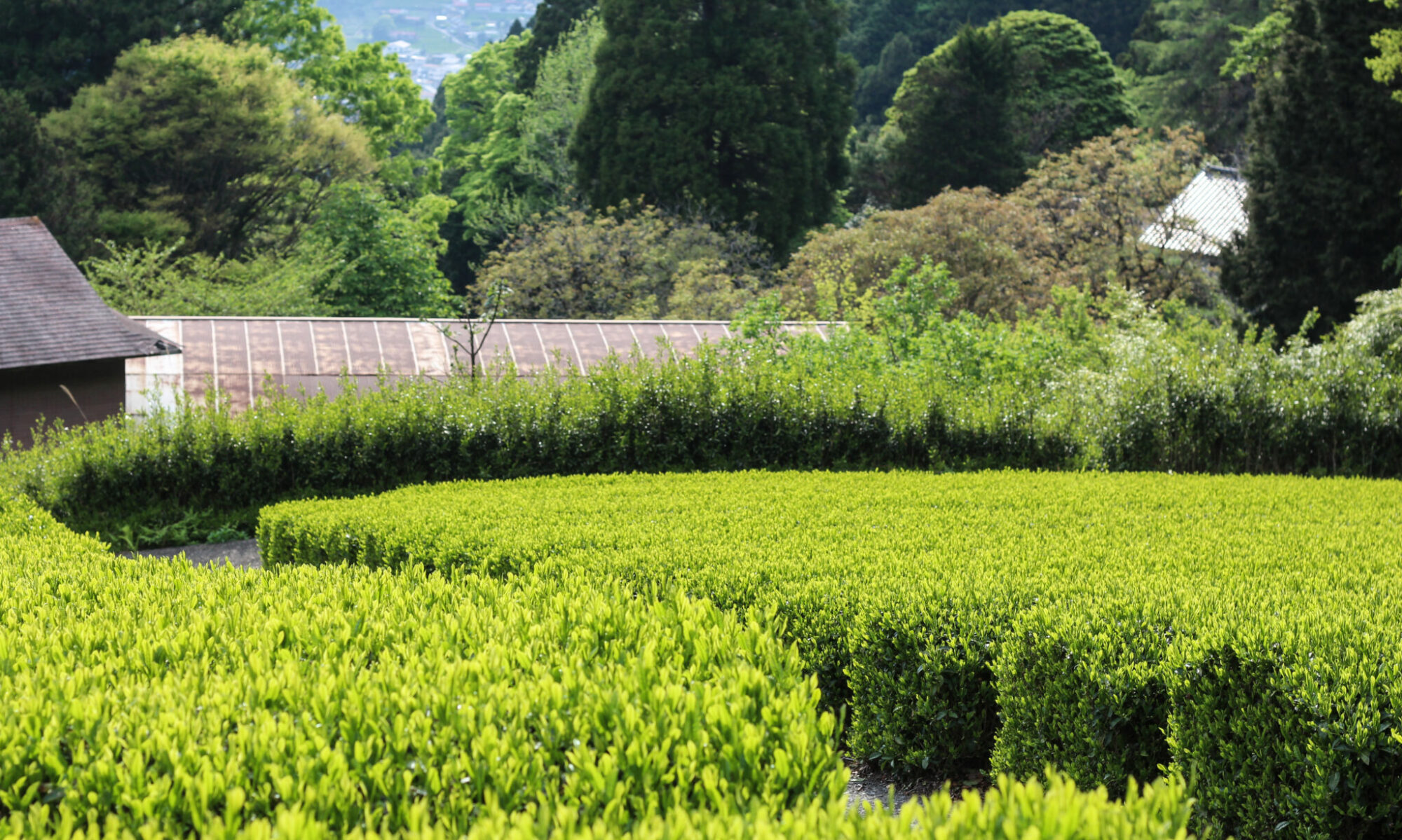 Kawane, Département de Shizuoka, JAPON - Crédits photo - SIEUW Benjamin - Curiousitea.fr