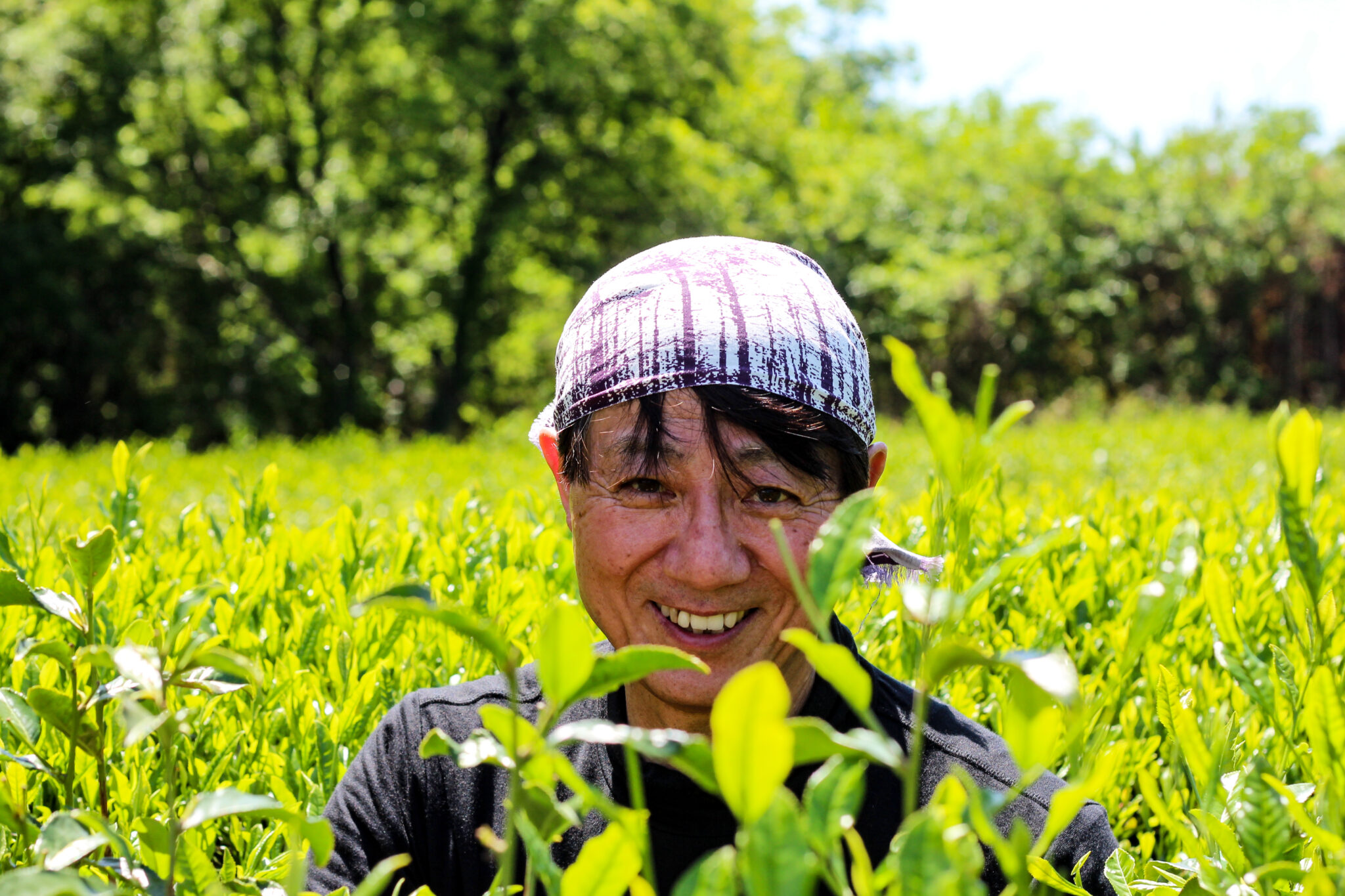 Cueillettes de thé de Printemps à Saitama avec Keiichirō SHIMIZU - Curiousitea.fr