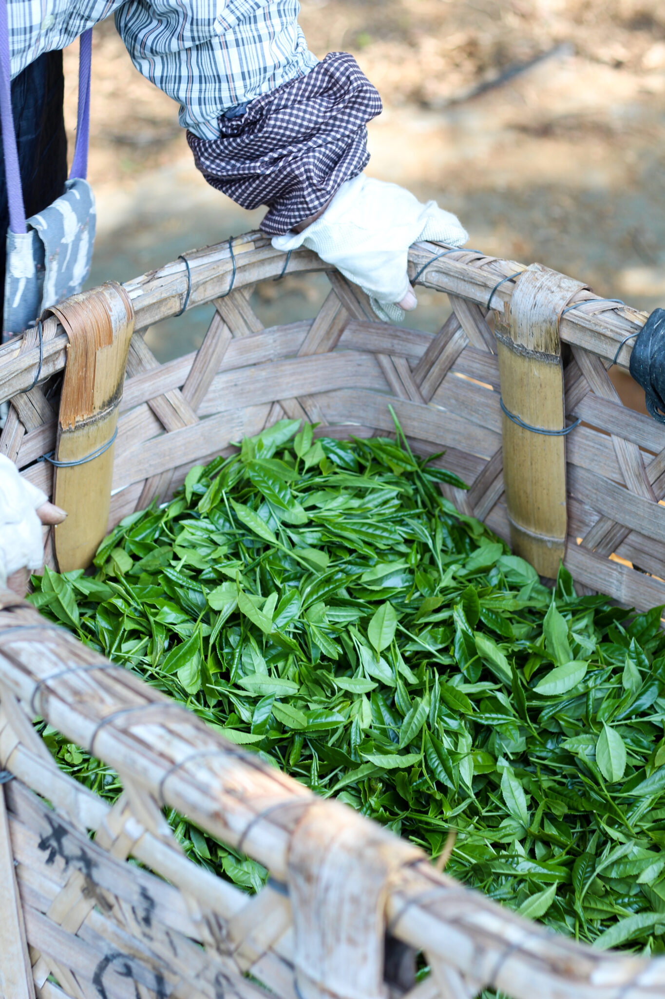 Cueillettes de thé de Printemps à Saitama avec Keiichirō SHIMIZU - Curiousitea.fr