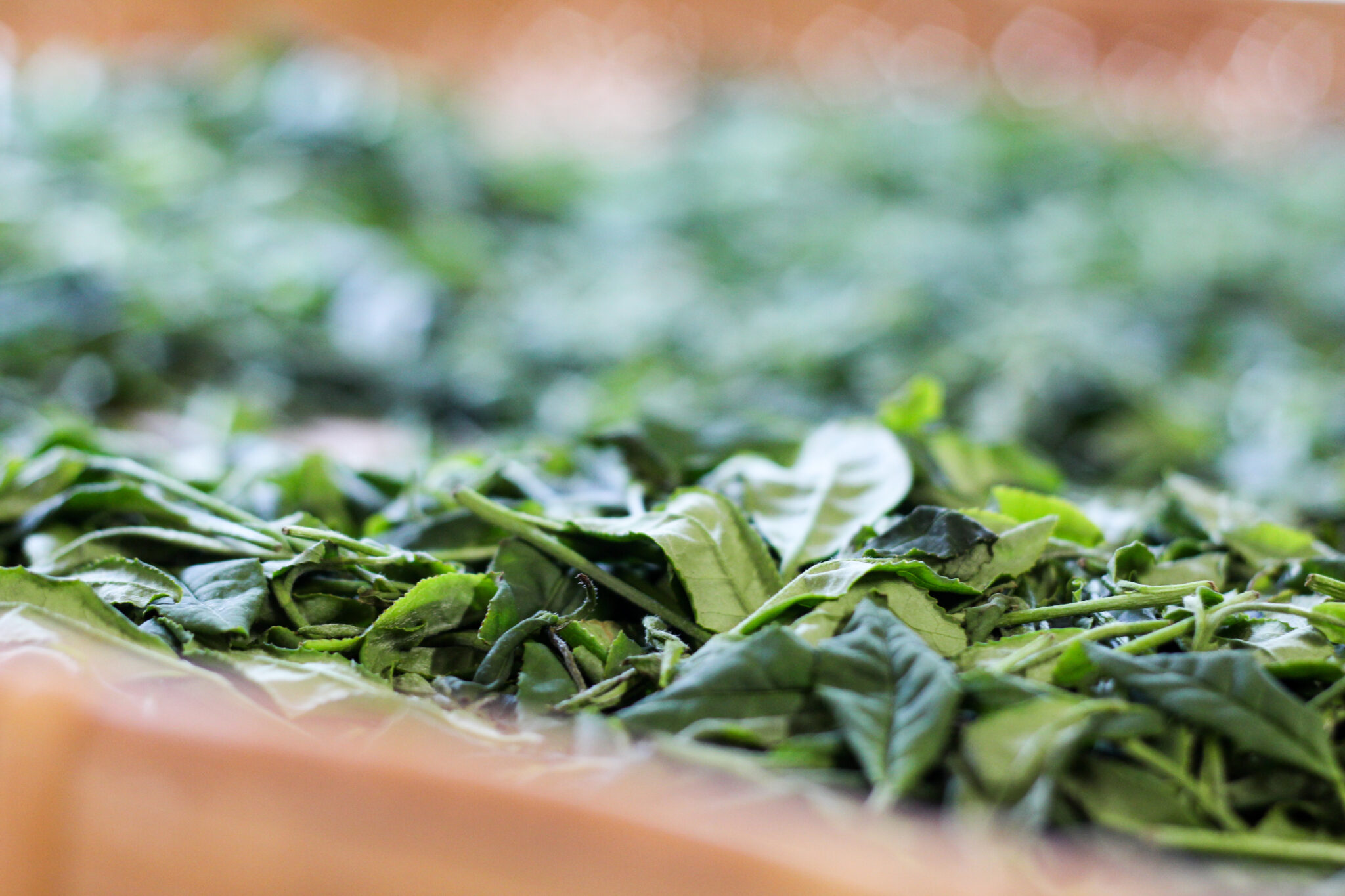 Flétrissage à l'intérieur avec Keiichirō SHIMIZU - Oolong du Japon - Curiousitea.fr