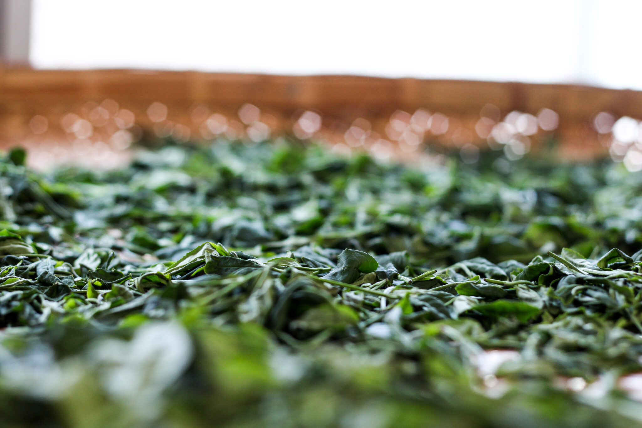 Flétrissage à l'intérieur avec Keiichirō SHIMIZU - Oolong du Japon - Curiousitea.fr