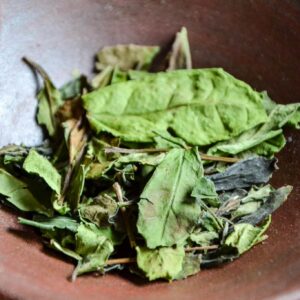 Thé Blanc 'Organic' Shou Mei du Fujian「Regard Sage」