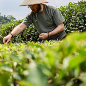 Cueillette de Bai Hao Yin Zhen - Retour de Fuding - 27 mars 2026 - Curiousitea.fr